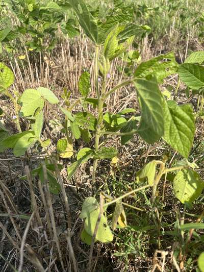 Soybean plant showing signs of insect damage on the leaves