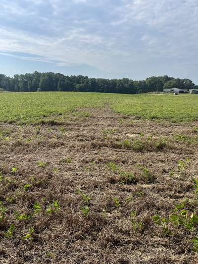 Affected soybean field