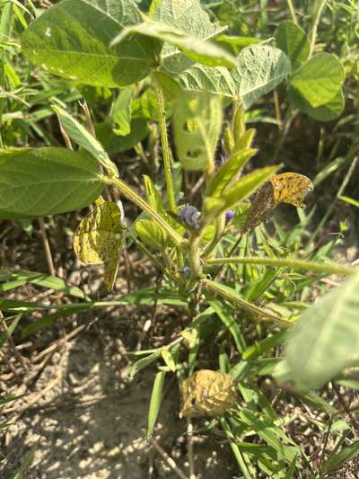 Soybean plants with yellowing leaves with dark spots on them