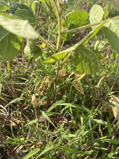Soybean plants with yellowing  leaves with  gray spots surrounded by a dark brown ring