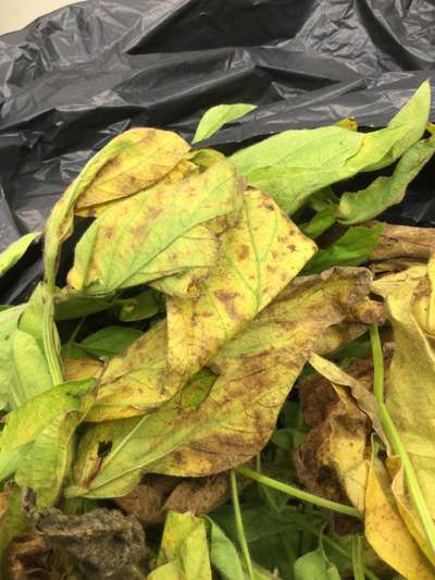 Up-close photo of soybean leaves showing brown discoloration