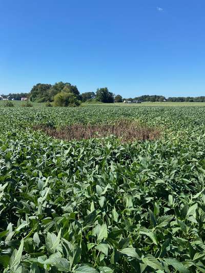 Broad photo of soybean field showing circular area of dieback
