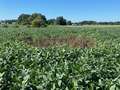 Broad photo of soybean field showing circular area of dieback