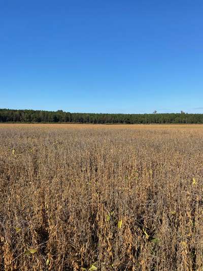 Soybean field