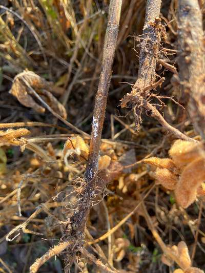 Soybean stem