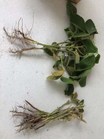 Soybean stems