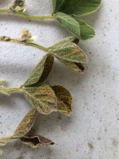Soybean leaves