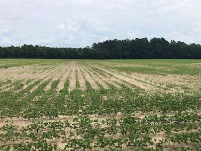 Soybean field
