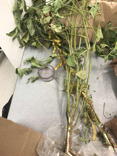 Soybean plant