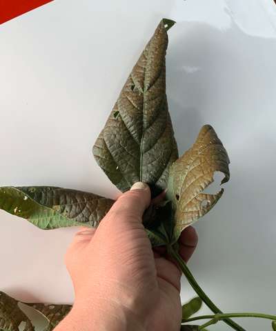 Soybean leaves