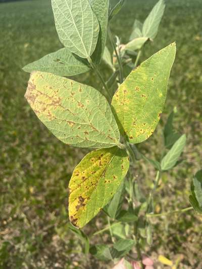 Up-close photo of soybean leaves with yellow discoloration and necrotic lesions