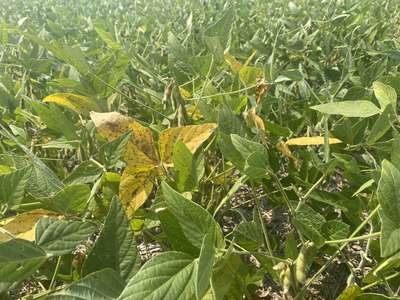Up-close photo of soybean leaves with yellow discoloration and necrotic lesions