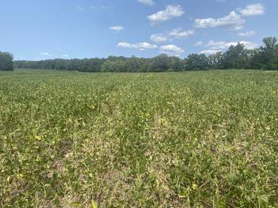 Broad photo of soybean field with yellow discoloration and wilt