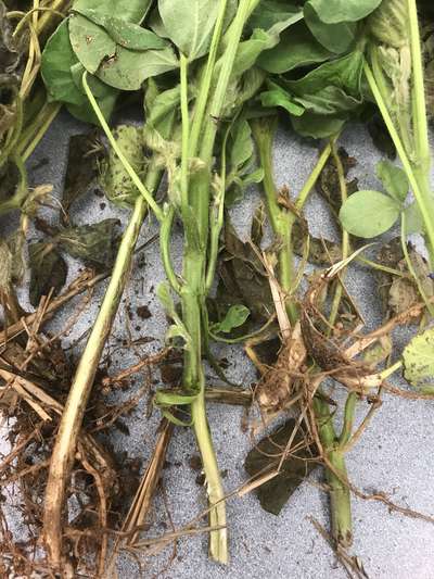 Soybean plant