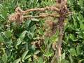 Soybean root system