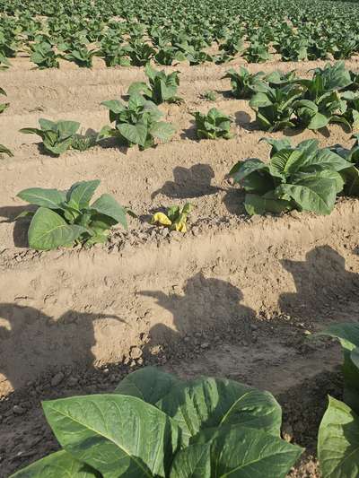 Tobacco field affected by Granville wilt