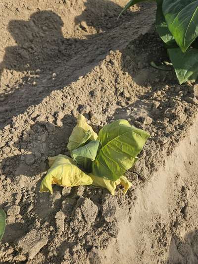 Tobacco plant wilting due to Granville wilt in the field