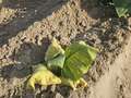 Tobacco plant wilting due to Granville wilt in the field