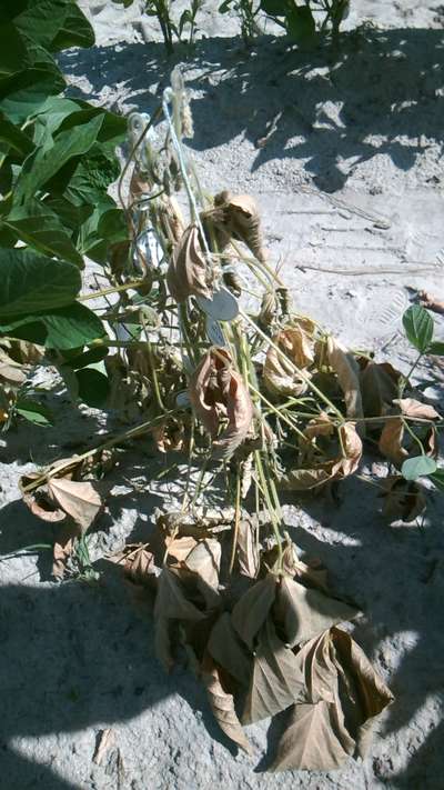 Soybean plant