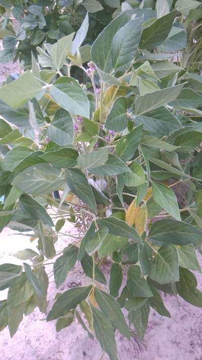 Soybean leaves