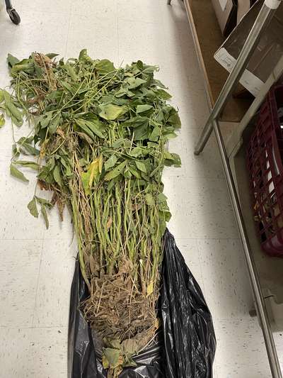 Soybean sample as it was received by clinic