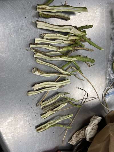 Soybean stems split in half lengthwise