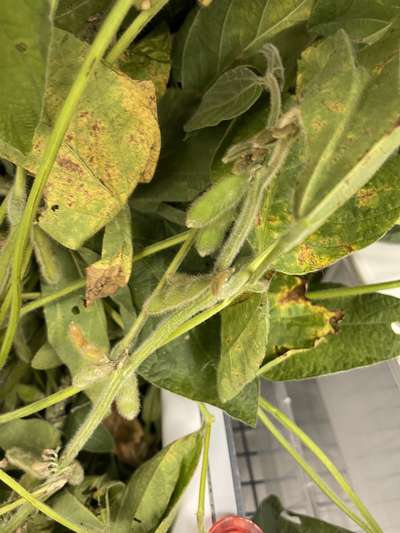 Soybean leaves affected by yellowing and browning