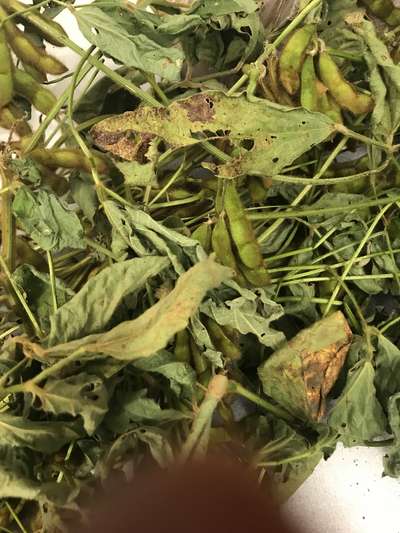 Soybean leaves