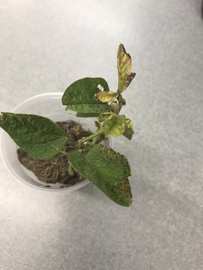 Soybean plant
