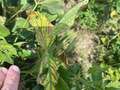 Soybean leaf with SVNV symptoms