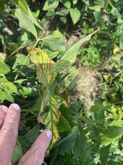 Soybean leaf with SVNV symptoms