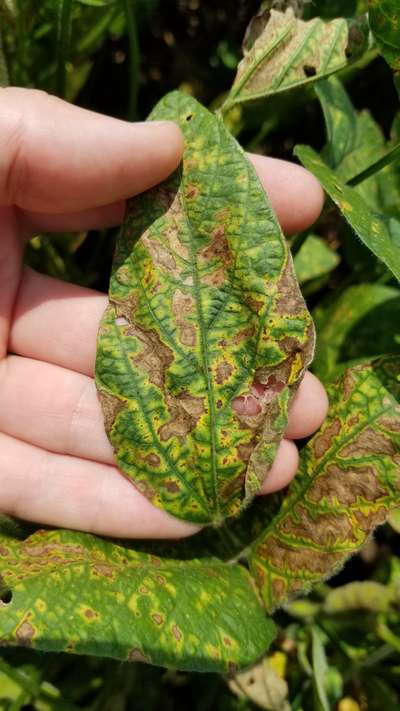 Soybean leaf