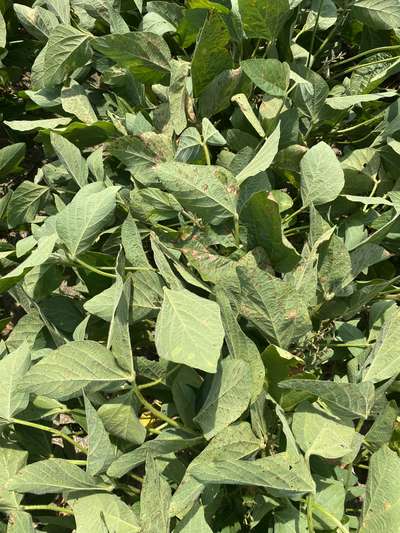 Soybean leaves
