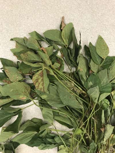 Soybean leaves