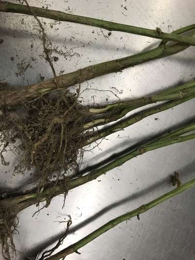Soybean stems