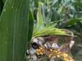 Corn ear with galls, corn smut