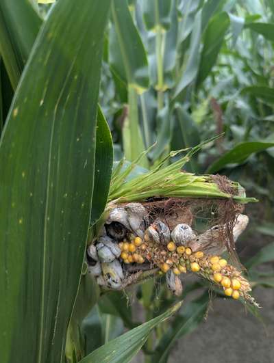 Corn ear with galls, corn smut