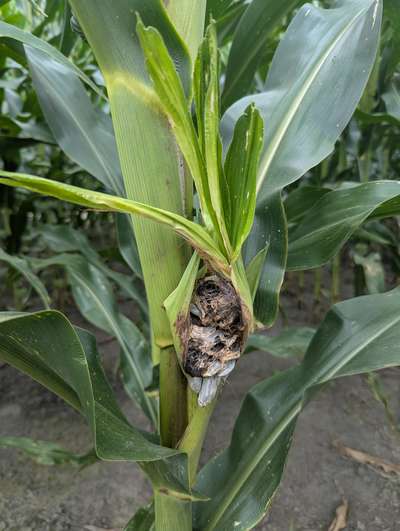 Galls growing larger over a very small corn ear
