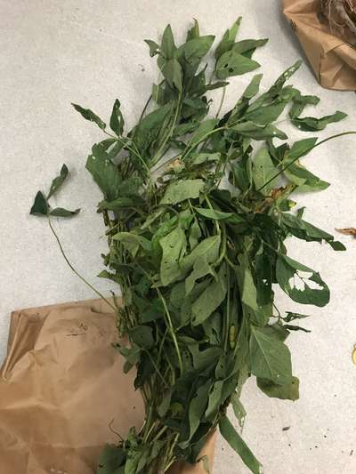 Soybean plant