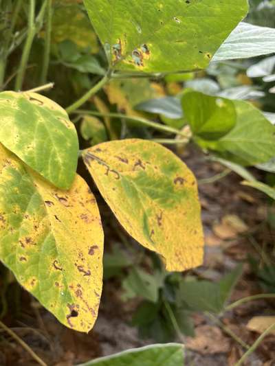 Soybean leaves