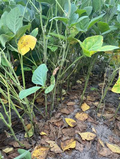 Soybean plants