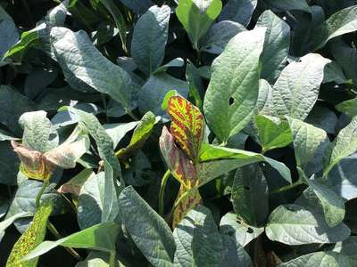Soybean leaves