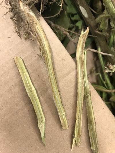 Soybean stems