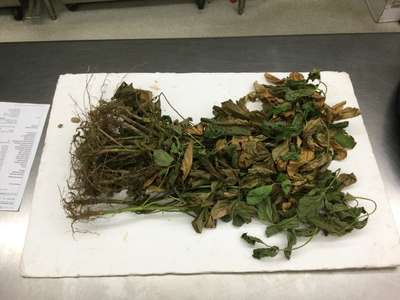 Soybean plant