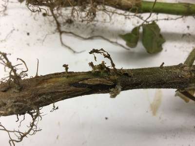 Soybean stem