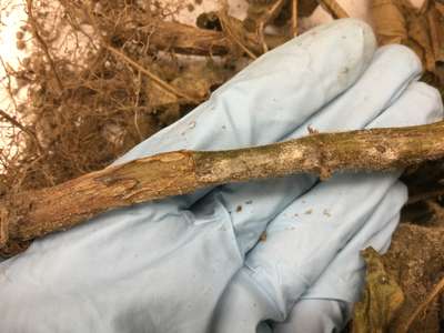 Soybean stem