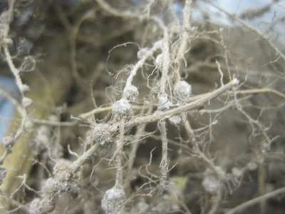 Soybean roots