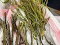 Soybean stem