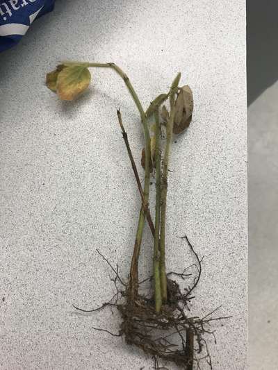 Soybean plant
