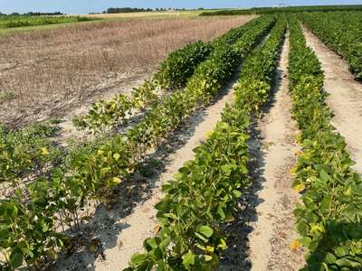 Soybean field